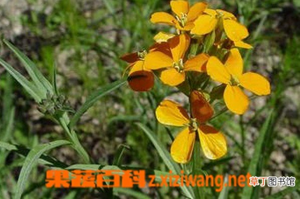 糖芥的功效与作用