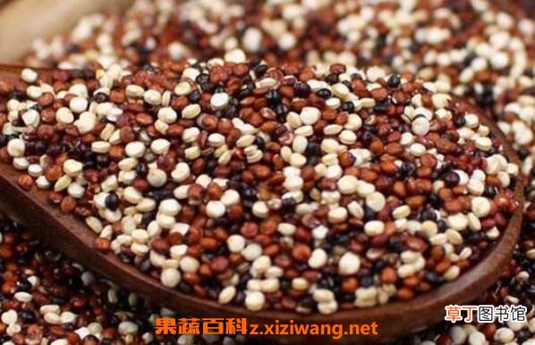 三色藜麦的功效与作用 吃三色藜麦有哪些好处