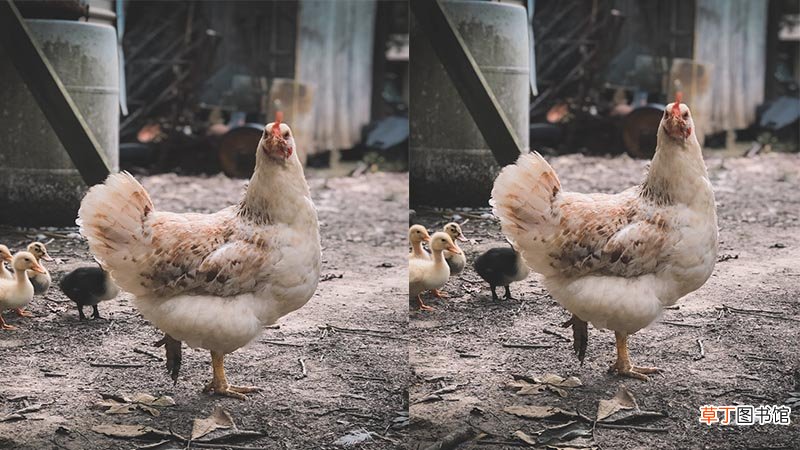 梦见捉了一只母鸡是什么意思