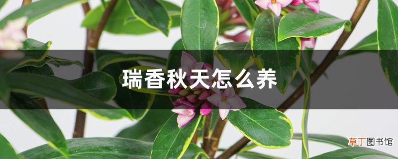 瑞香秋天怎么养