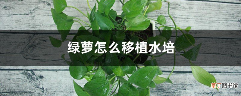 绿萝怎么移植水培