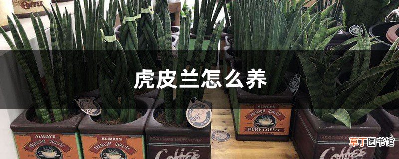 虎皮兰怎么养