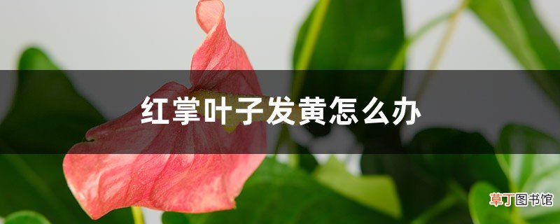 红掌叶子发黄怎么办