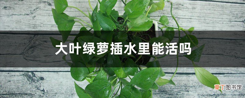 大叶绿萝插水里能活吗