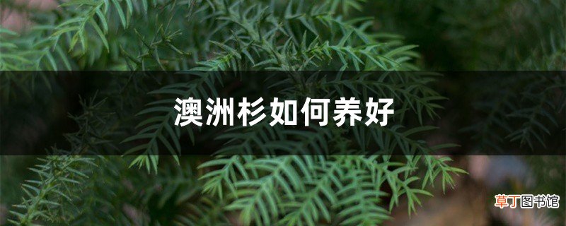 澳洲杉如何养好