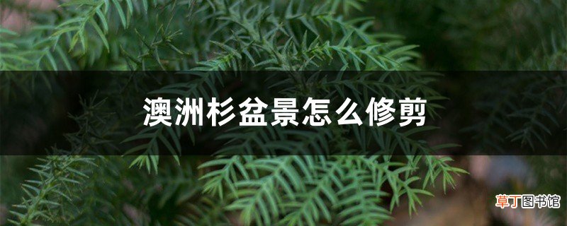 澳洲杉盆景怎么修剪