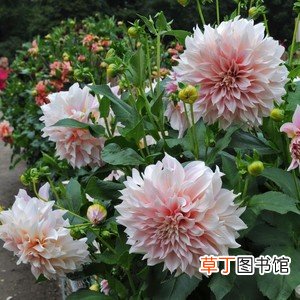 简短介绍 大丽花球根的种植方法