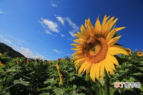 养殖须知 向日葵多久浇一次水