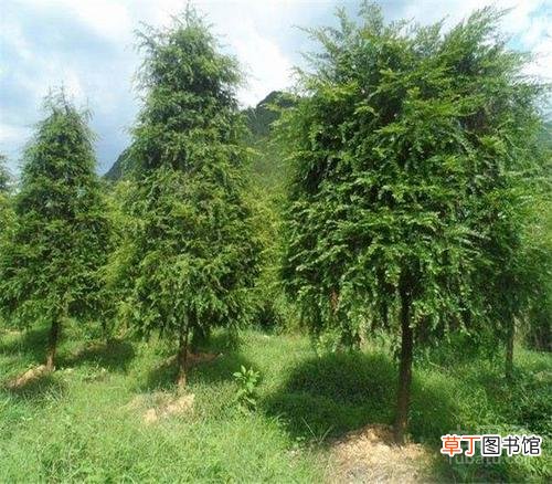 简短介绍 红豆杉树有什么作用与价值