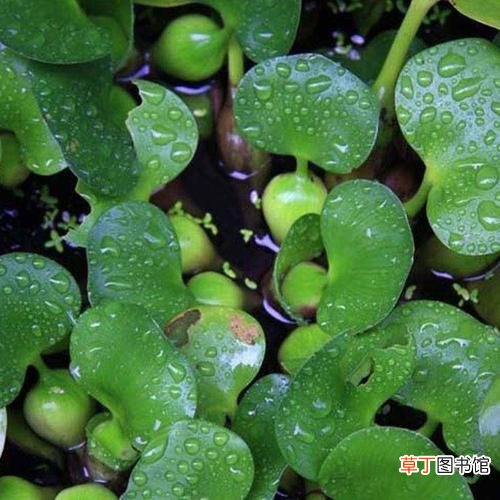 简短介绍 水葫芦是水生植物吗