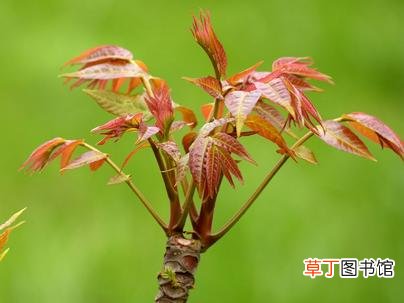 家庭须知 香椿放几天了还能吃吗