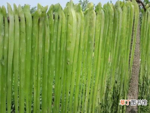 简短介绍 莴笋晒干就是贡菜吗
