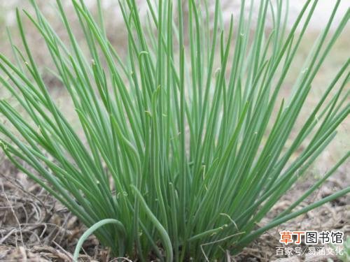 简短介绍 沙葱是不是就是野韭菜