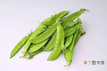 简短介绍 荷兰豆长大了是不是豌豆