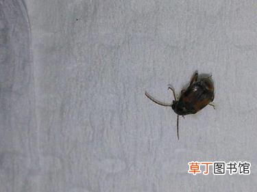 米里面长白色蛆虫还能吃吗 为什么米会生虫