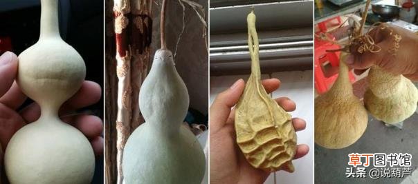 葫芦代表什么 葫芦为什么煮