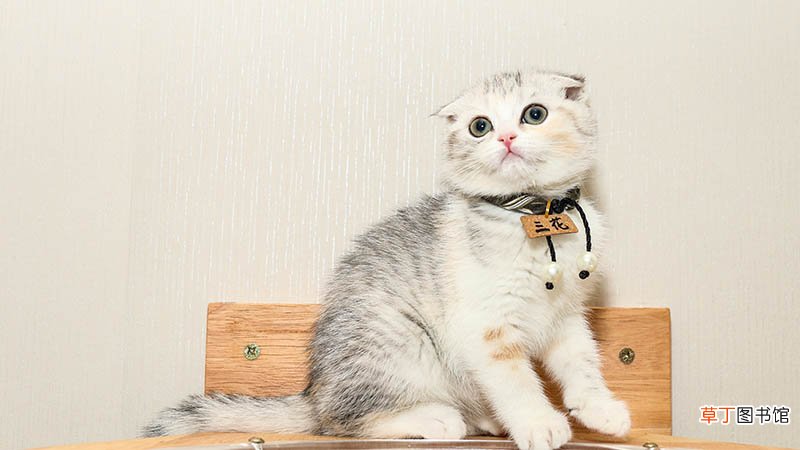梦见猫进屋被赶出什么意思