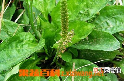 车前草功效有哪些