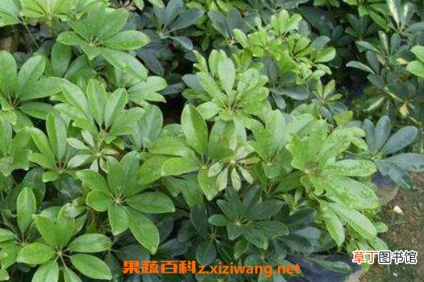 鹅掌木怎么养 鹅掌木的养殖方法和注意事项