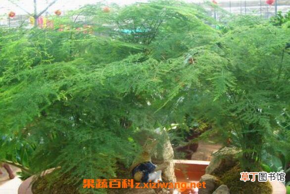 文竹怎么养殖 文竹的养殖方法和注意事项