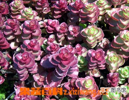 景天的功效与作用和营养价值