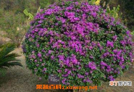 三角梅怎么养 养殖三角梅的注意事项