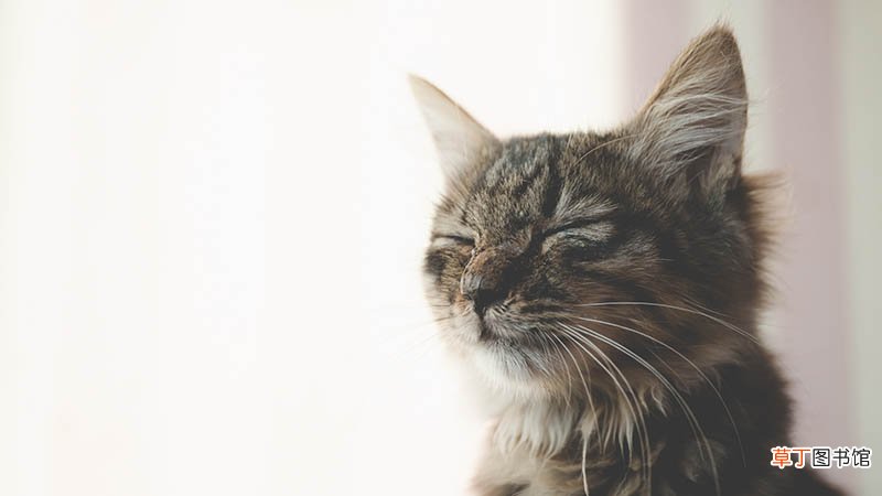 梦到猫死了啥意思