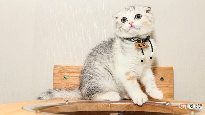 做梦猫死了代表什么