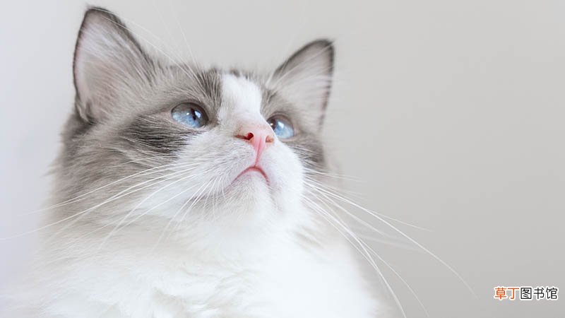 做梦猫死了代表什么