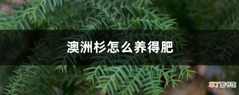 澳洲杉怎么养得肥