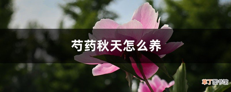 芍药秋天怎么养