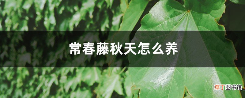 常春藤秋天怎么养