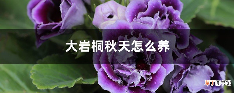 大岩桐秋天怎么养