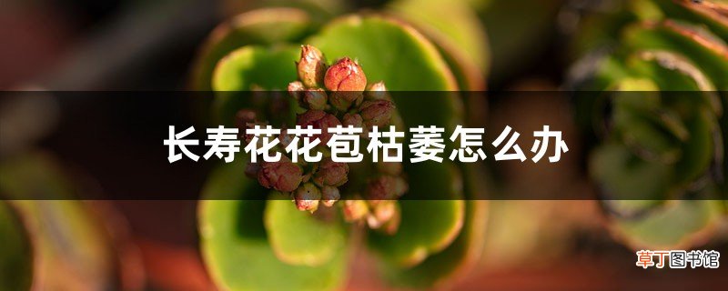 长寿花花苞枯萎怎么办