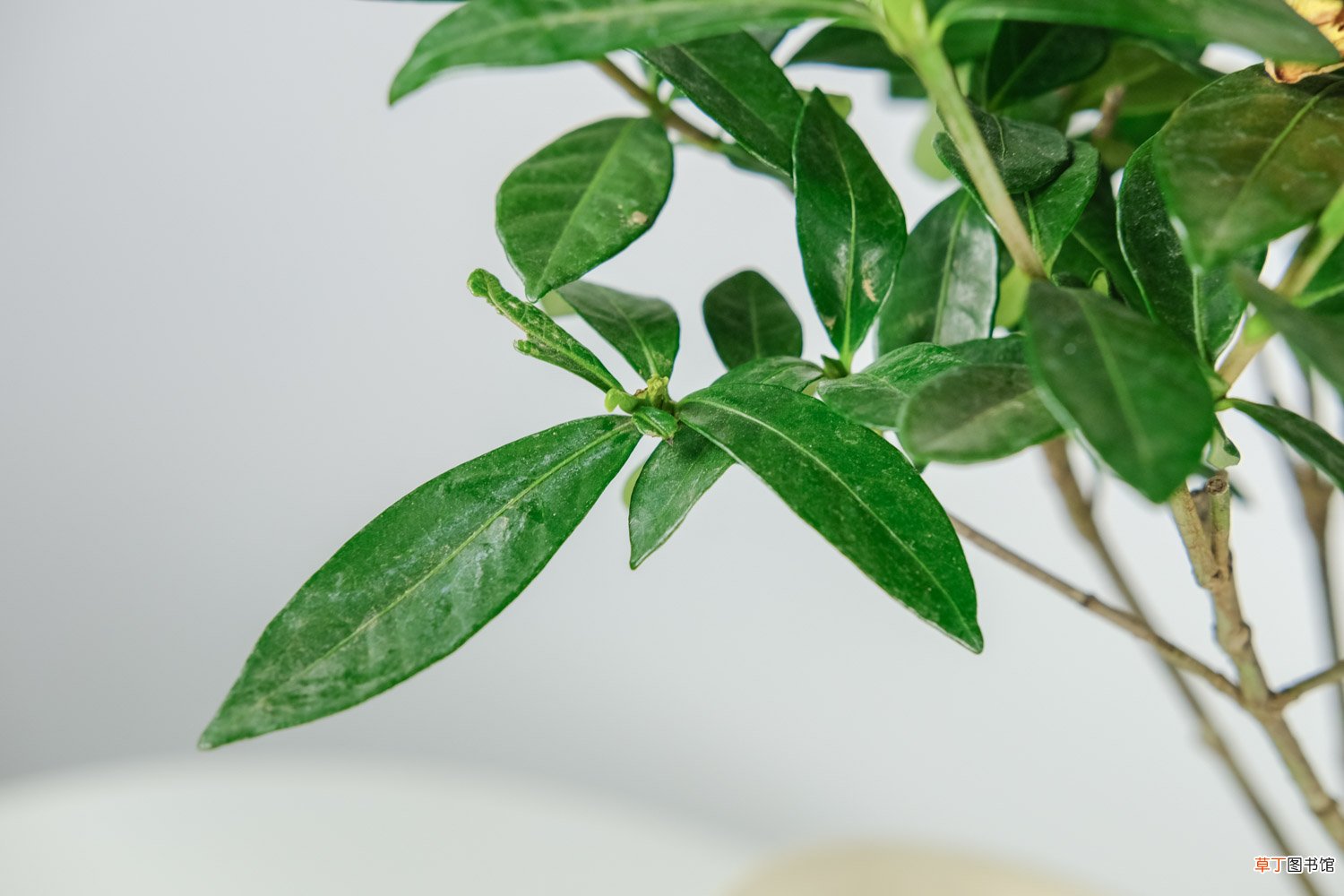 如何让栀子花枝繁叶茂
