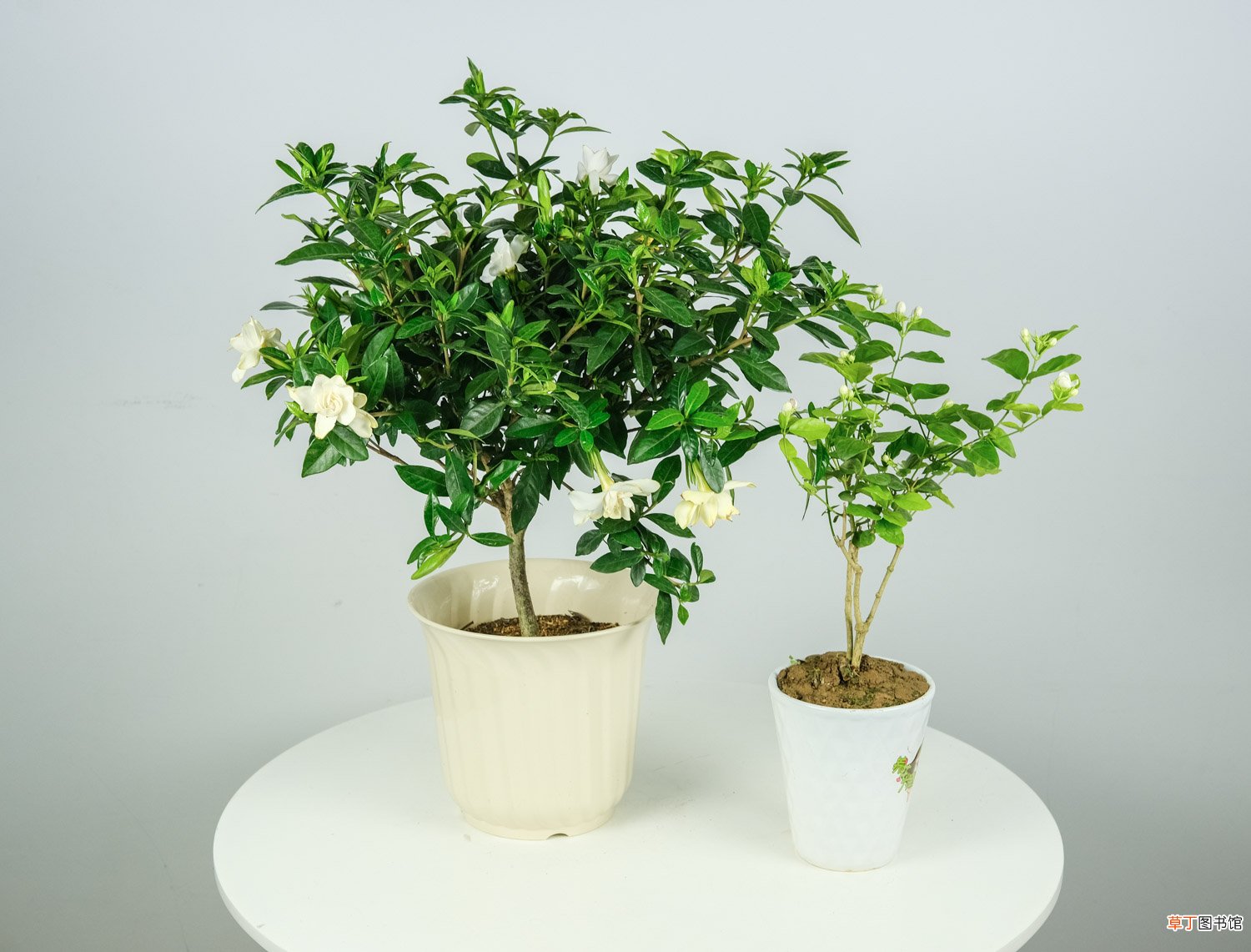 如何让栀子花生根