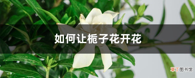 如何让栀子花开花