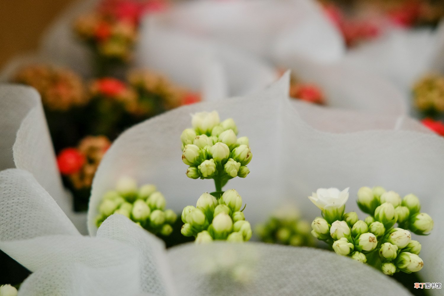 长寿花花茎变软怎么办