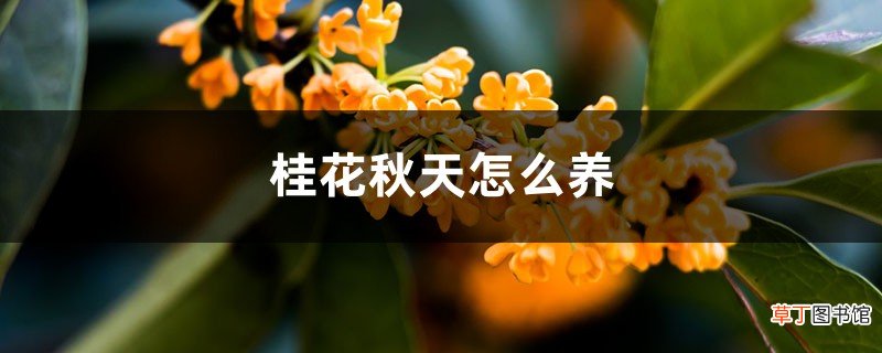 桂花秋天怎么养