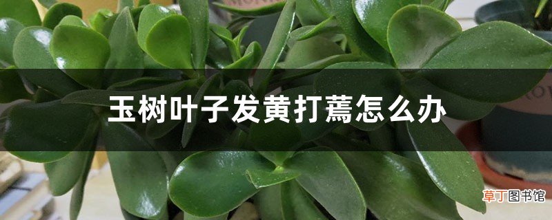 玉树叶子发黄打蔫怎么办