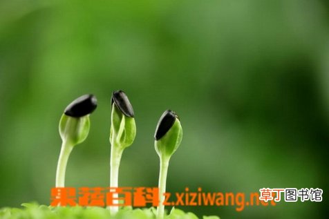 车前草的功效与作用