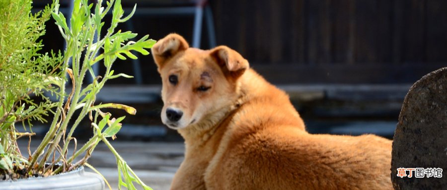 孕妇梦到黄狗咬手什么意思