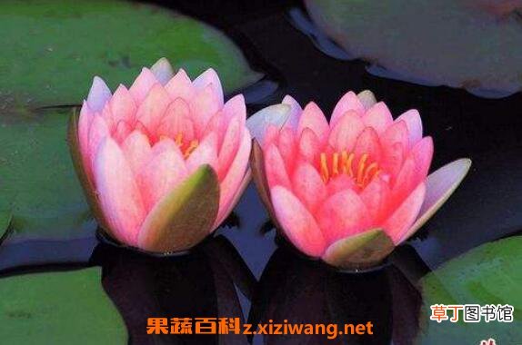 睡莲怎么养 睡莲的养殖方法和注意事项