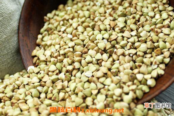 荞麦的功效与作用及营养价值