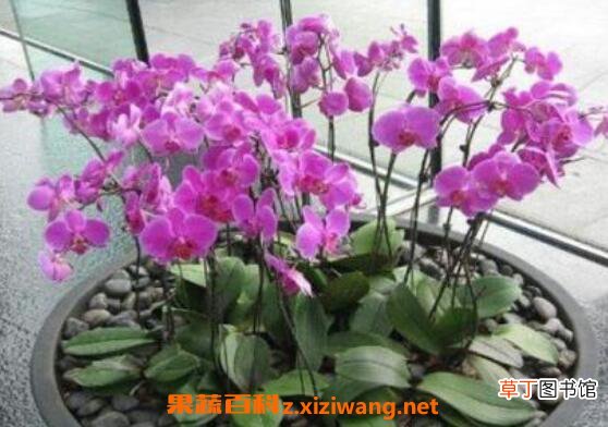 蝴蝶兰怎么养 养殖蝴蝶兰的注意事项