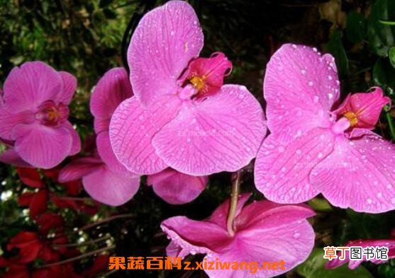 蝴蝶兰怎么养 养殖蝴蝶兰的注意事项