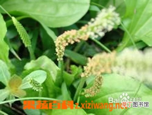 车前草的功效与作用 车前草有什么用