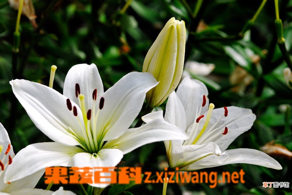 百合花有什么功效与作用