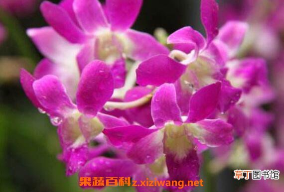 石斛兰的功效与作用