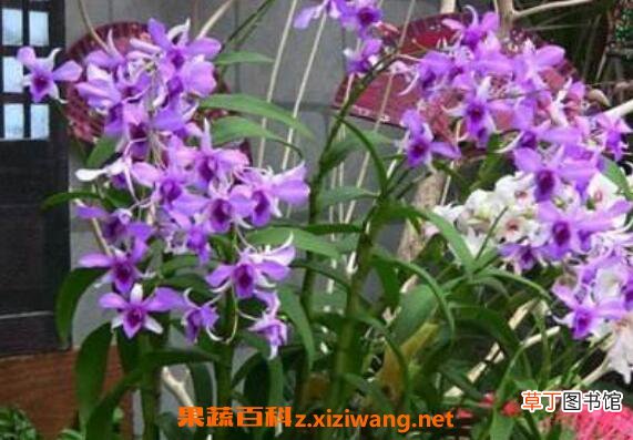 石斛兰的功效与作用